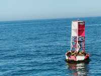 ล่องเรือชมเจ้าแมวน้ำ โลมา ที่ Newport Beach ♥️