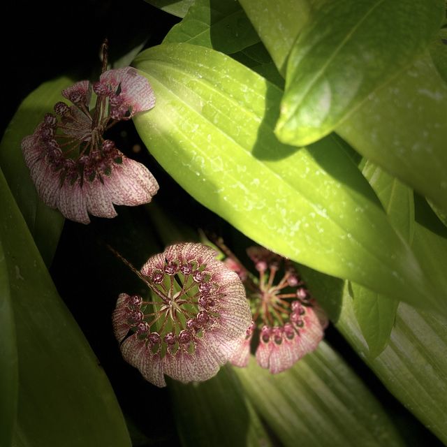 帕多瓦植物園，出名在最早