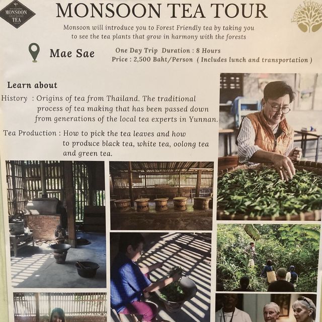 【チェンマイ】お土産に困ったら、オーガニック紅茶のMonsoon Tea
