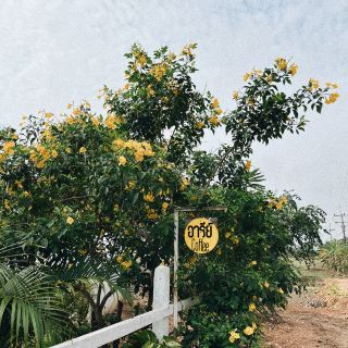 อารีย์ coffee slow bar