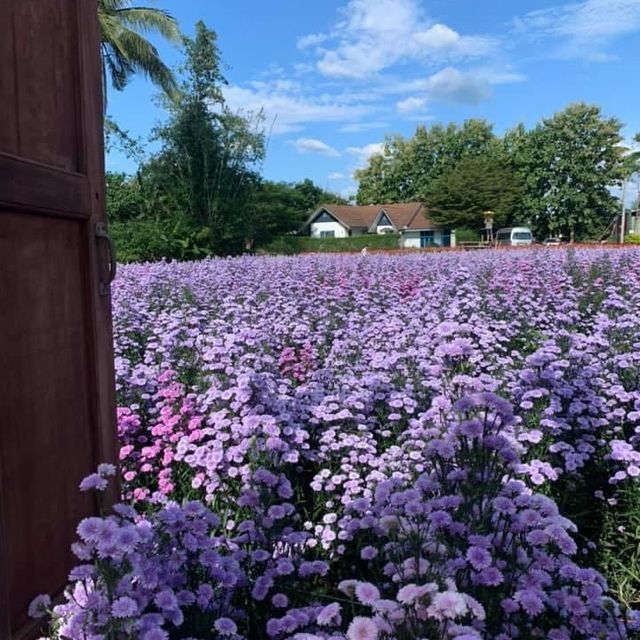 สวนดอกไม้ลุงรน เชียงใหม่