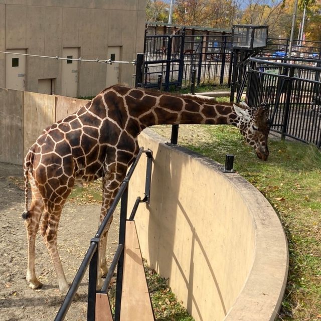 【北海道:旭山】日本最北の動物園を堪能！