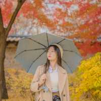 💛노란 은행나무와 덕수궁 석조전의 조화 [서울, 덕수궁]