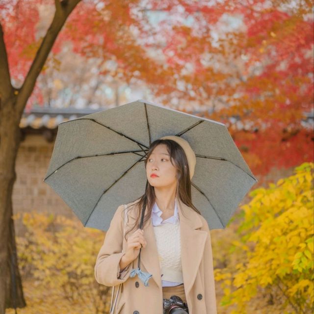 💛노란 은행나무와 덕수궁 석조전의 조화 [서울, 덕수궁]