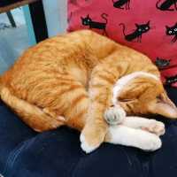 Nekoemon Cafe คาเฟ่สไตล์ญี่ปุ่นในเชียงใหม่