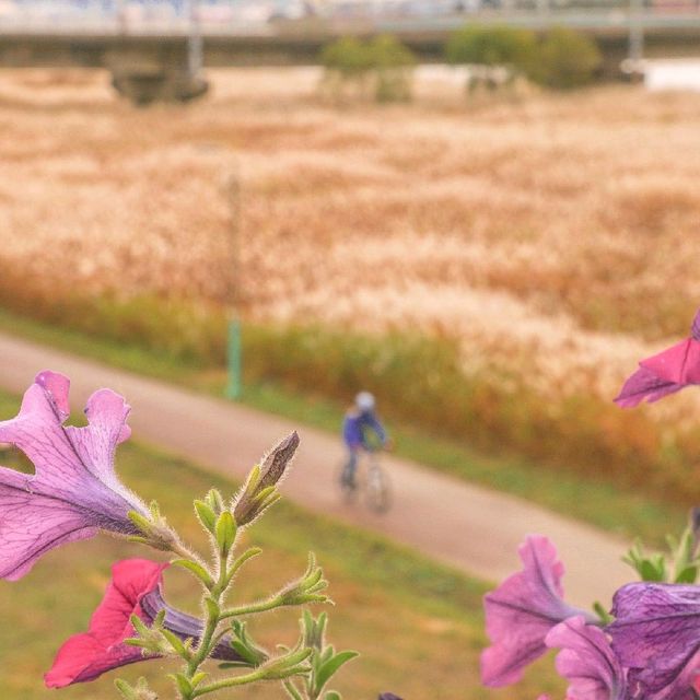 울산 가을여행지 '태화강 억새군락지'