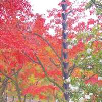 京都で彩色の紅葉を見るなら