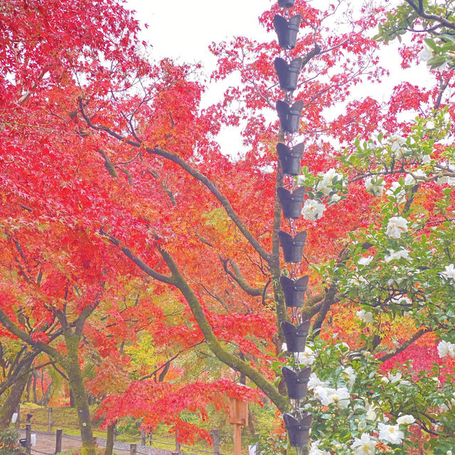 京都で彩色の紅葉を見るなら