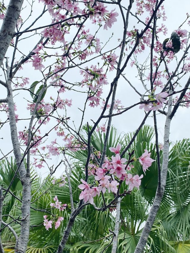 大埔海濱公園