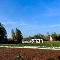 ไร่สตรอเบอรี่ ลาวา @ วังน้ำเขียว