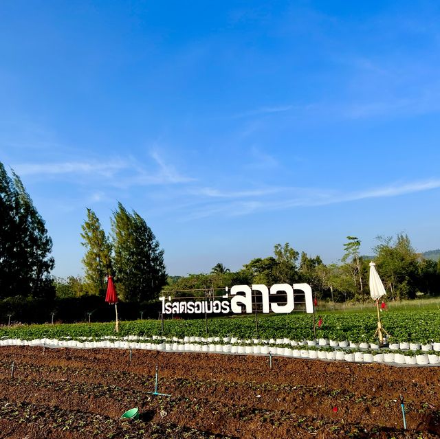 ไร่สตรอเบอรี่ ลาวา @ วังน้ำเขียว