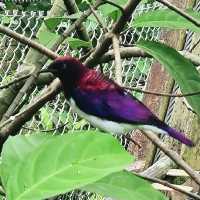 Bird Paradise at Jurong Bird Park