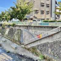 松の木か、椰子の木か