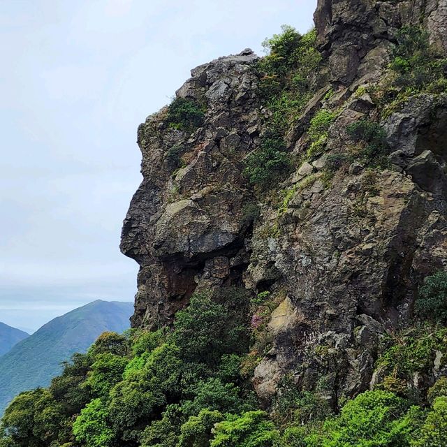 羅漢塔一樹洞