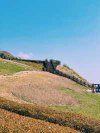 유채꽃이 가득한 부산 속 제주도 ‘오륙도 해맞이공원’🌼