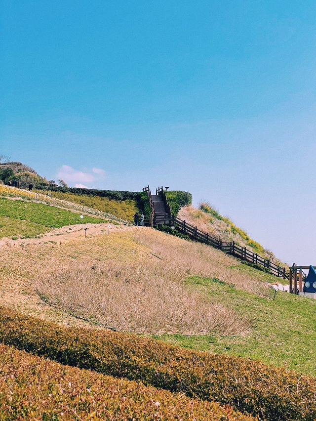 유채꽃이 가득한 부산 속 제주도 ‘오륙도 해맞이공원’🌼