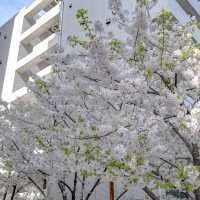 五反田駅近くの目黒川沿いの桜