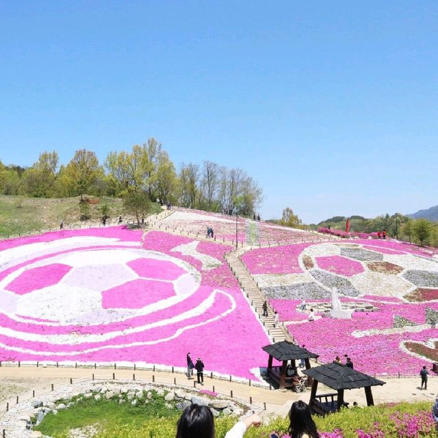 산청군 생초조각공원 꽃잔디축제🌼🌸🌺