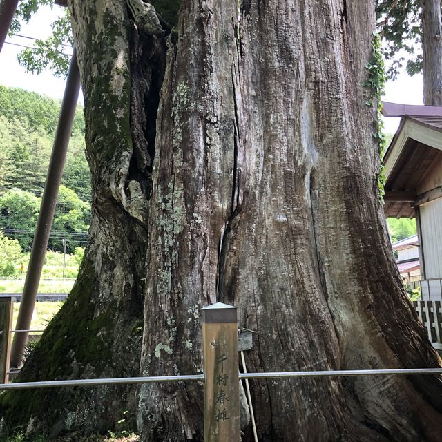 【義仲旗挙神社】巨大な欅が歴史を語る。