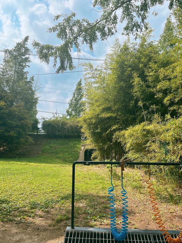 해외감성 물씬나는  담양 메타세쿼이아 가로수길🌿