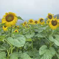 태백 구와우마을 🌻해바라기축제🌻
