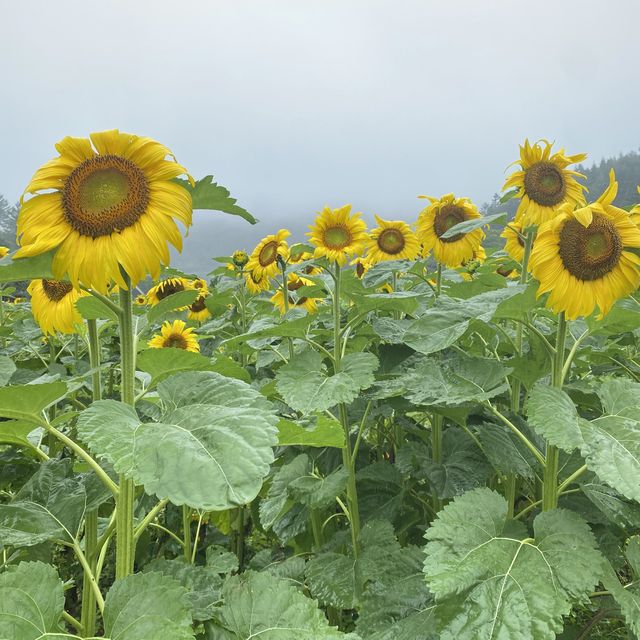 태백 구와우마을 🌻해바라기축제🌻