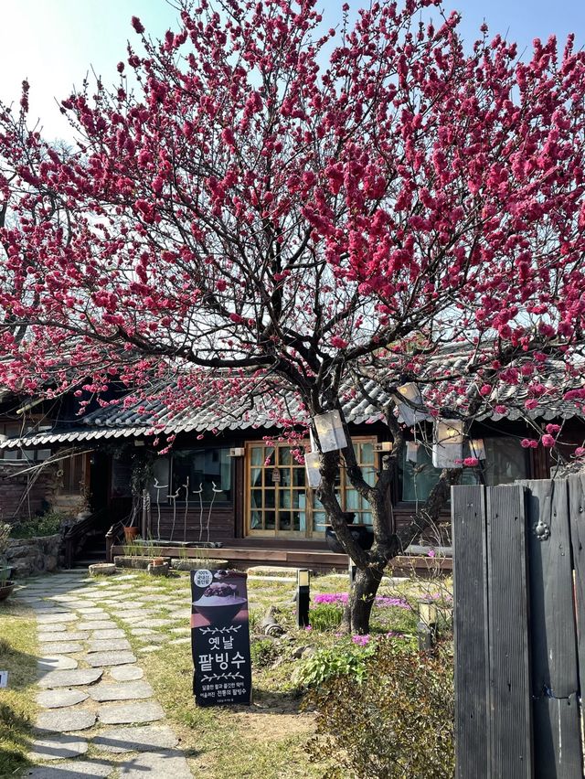 푸른 잔디밭과 "대릉원" 경주 여행