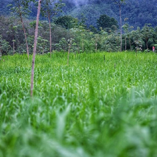 ทุ่งข้าวกับสวนยางพารา