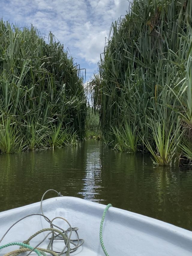 Mini Amazon in Tasik Chini! 