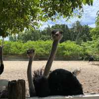 Why ostrich bottoms are Botak?