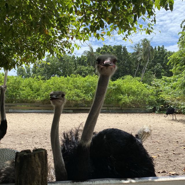 Why ostrich bottoms are Botak?