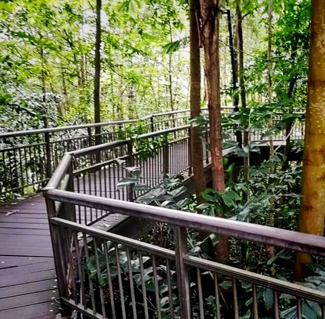 Hiking In Kent Ridge Park On Weekends 