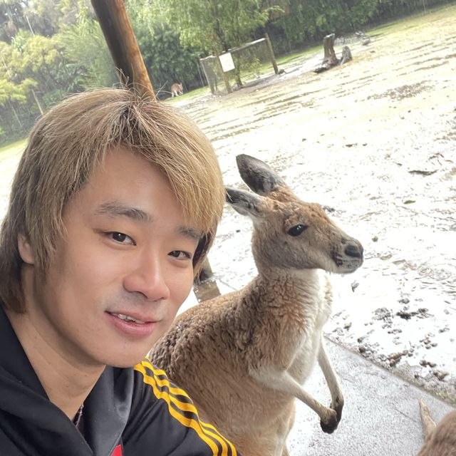 Aussie Wildlife 