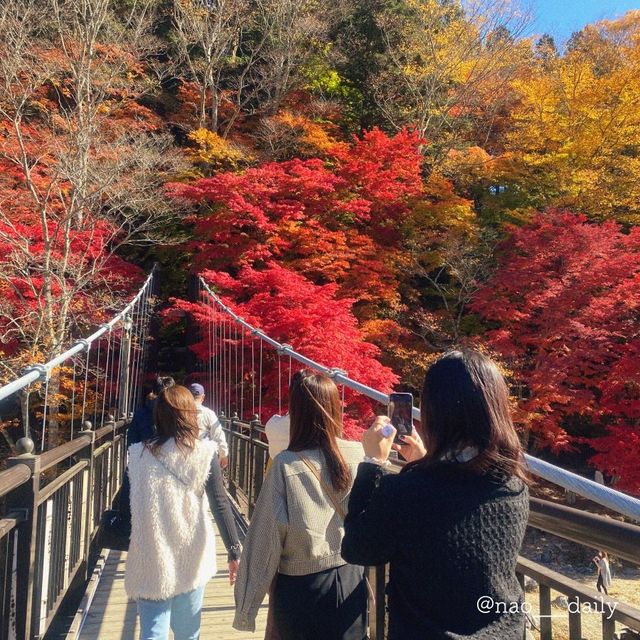  【秋晴れ×紅葉🍁 @那須 紅の吊橋】