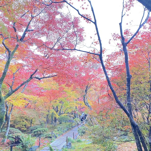 麻雀雖小但紅葉鋪天的優美寺院 - 寶筐院