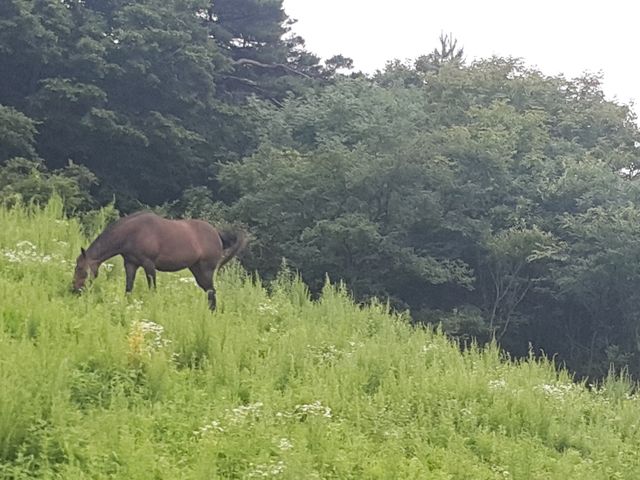 대관령 하늘목장