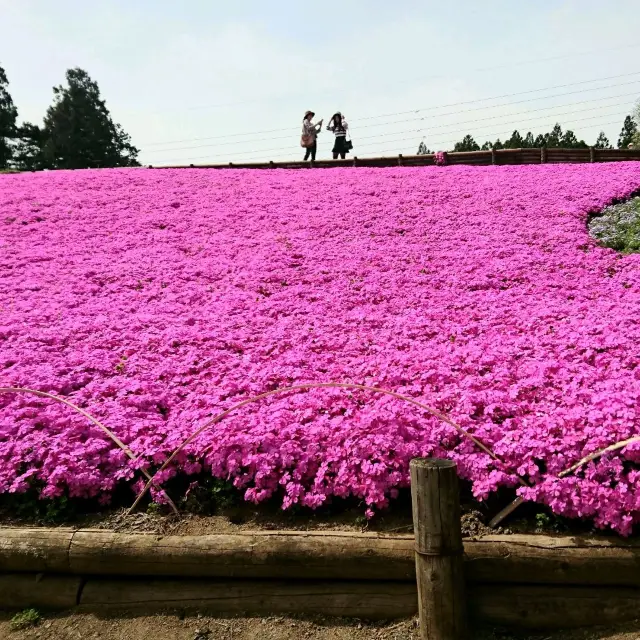 〜芝桜の丘・見晴らしの丘〜【羊山公園】