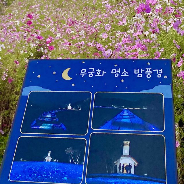 맑은 공기와 예쁜 코스모스, 홍천 무궁화수목원