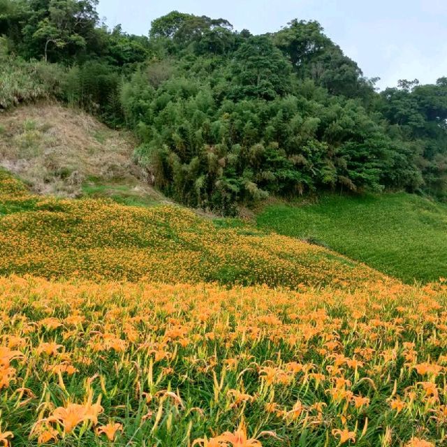 20210901赤科山千噸石龜金針花況 