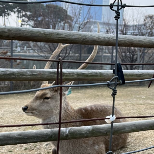 송도 센트럴파크에서 산책하면서 보트타기