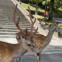 【東大寺】奈良の大仏様✨🦌