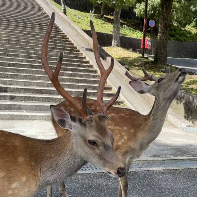 【東大寺】奈良の大仏様✨🦌