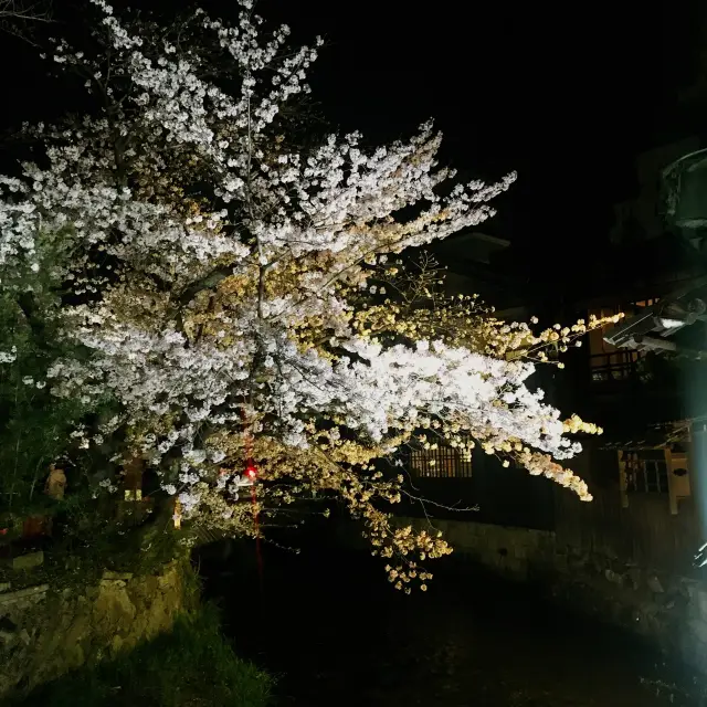 四条大橋睇夜櫻🌸