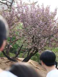 서울 겹벚꽃 명소, 보라매공원