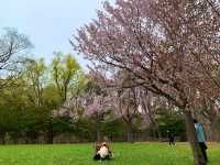 札幌　SAKURA 桜めぐり❗️円山公園の桜に感動❗️