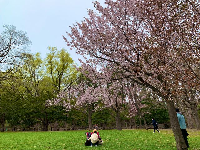 札幌　SAKURA 桜めぐり❗️円山公園の桜に感動❗️