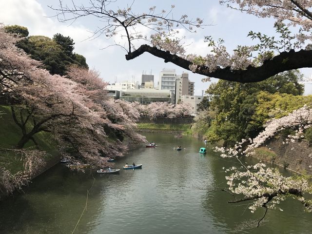 千代田區浪漫櫻花樹下