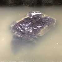 Jong Crocodile Farm - Serian