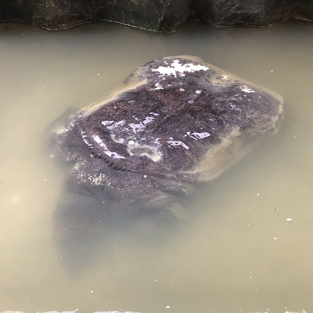 Jong Crocodile Farm - Serian