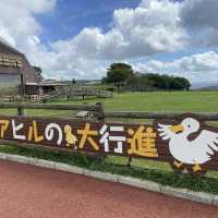 【マザー牧場】映えスポットと動物の癒し